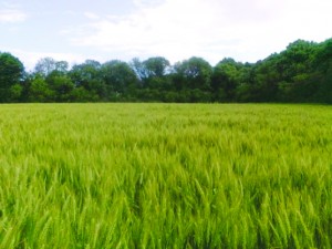 пшеница Венка