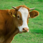 cow-3113788_960_720