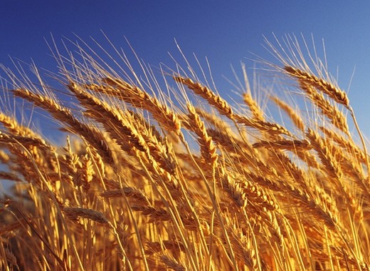 Резултат с изображение за пшеница